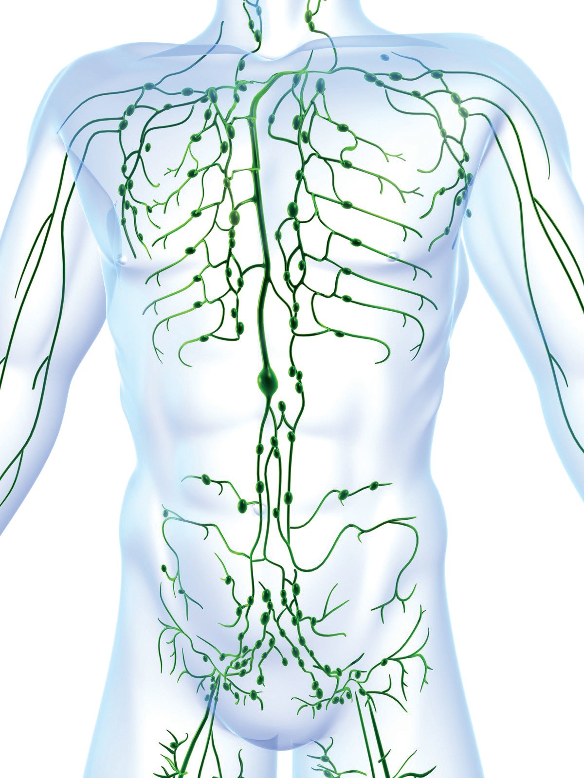 lymph nodes function